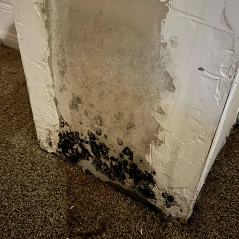 Professional Mold Removal in Nelson, NE